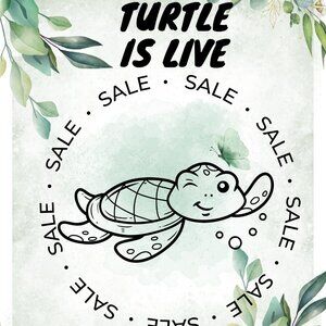 🐢🐢 Turtle is LIVE 🐢🐢🐢🐢🐢Like this Flier for live shows!!!